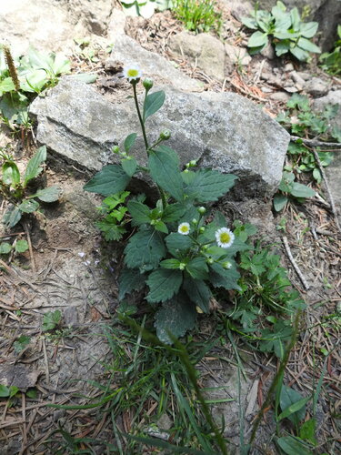 Myriactis wallichii observed 2024-07-26