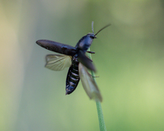 Elateridae
