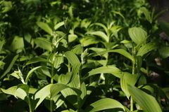 Veratrum oxysepalum
