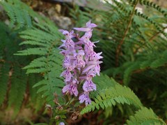 Dactylorhiza saccifera