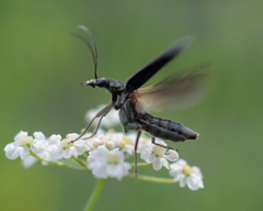 Oedemeridae