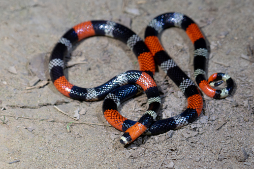 Western Ribbon Coralsnake