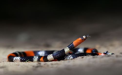 Western Ribbon Coralsnake