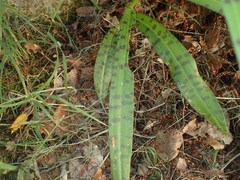 Dactylorhiza saccifera
