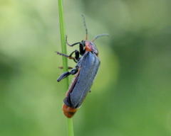Cantharis fusca