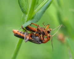 Cantharis livida