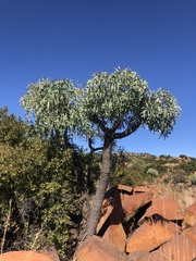 Cussonia paniculata sinuata
