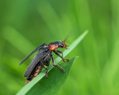 Cantharis fusca