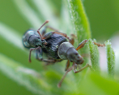 Phyllobius viridicollis