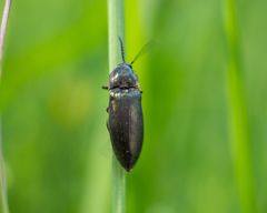 Elateridae