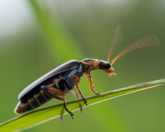 Cantharis nigricans