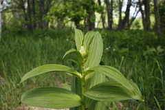 Veratrum oxysepalum