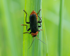 Cantharis fusca