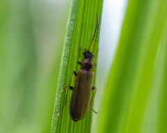 Rhagonycha nigriventris