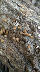 Cochlicella