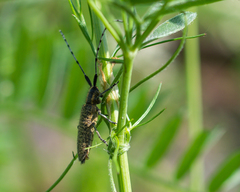 Agapanthia villosoviridescens
