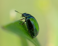 Plagiodera versicolora
