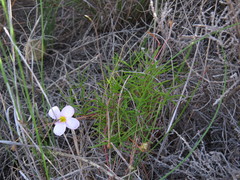 Oxalis polyphylla pentaphylla