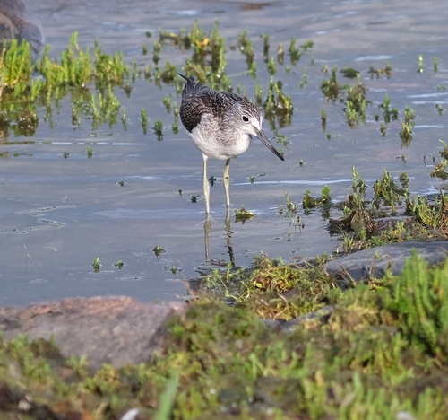 Archibebe claro (Tringa nebularia)