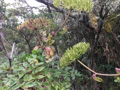 Myrrhidendron donnellsmithii