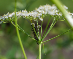 Agapanthia villosoviridescens