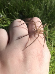Pisaurina mira