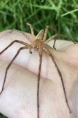 Pisaurina mira