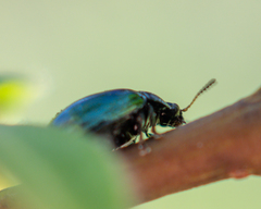 Plagiodera versicolora