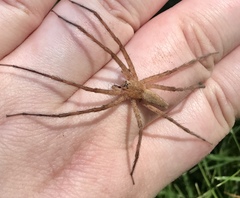 Pisaurina mira