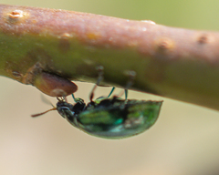 Plagiodera versicolora