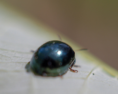 Plagiodera versicolora