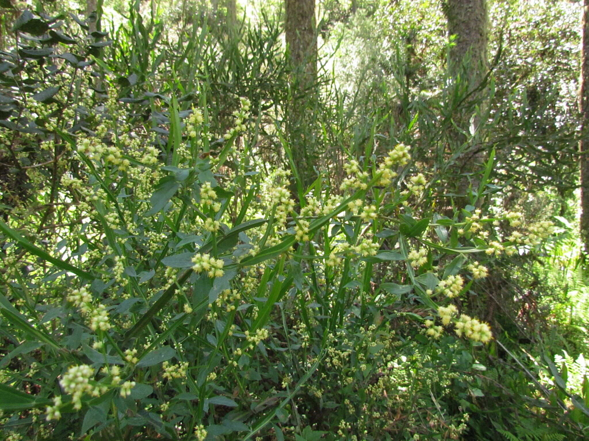 Carqueja
