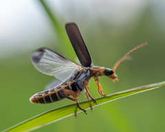 Cantharis nigricans