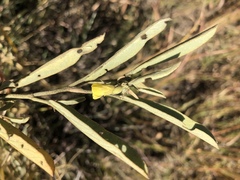 Hermannia lancifolia