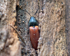 Ampedus