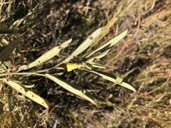 Hermannia lancifolia