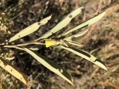 Hermannia lancifolia