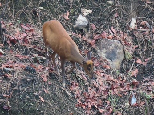 Northern Red Muntjac