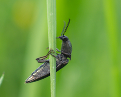 Elateridae