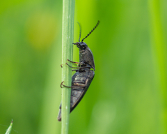 Elateridae