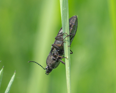 Elateridae