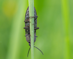 Elateridae