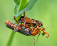 Cantharis livida
