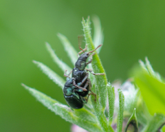 Phyllobius viridicollis