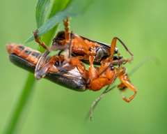 Cantharis livida