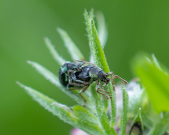 Phyllobius viridicollis