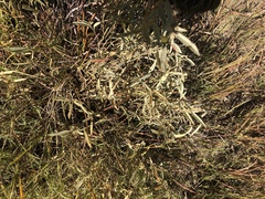 Hermannia lancifolia