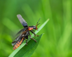 Cantharis fusca