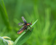 Cantharis fusca