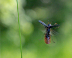 Cantharis fusca